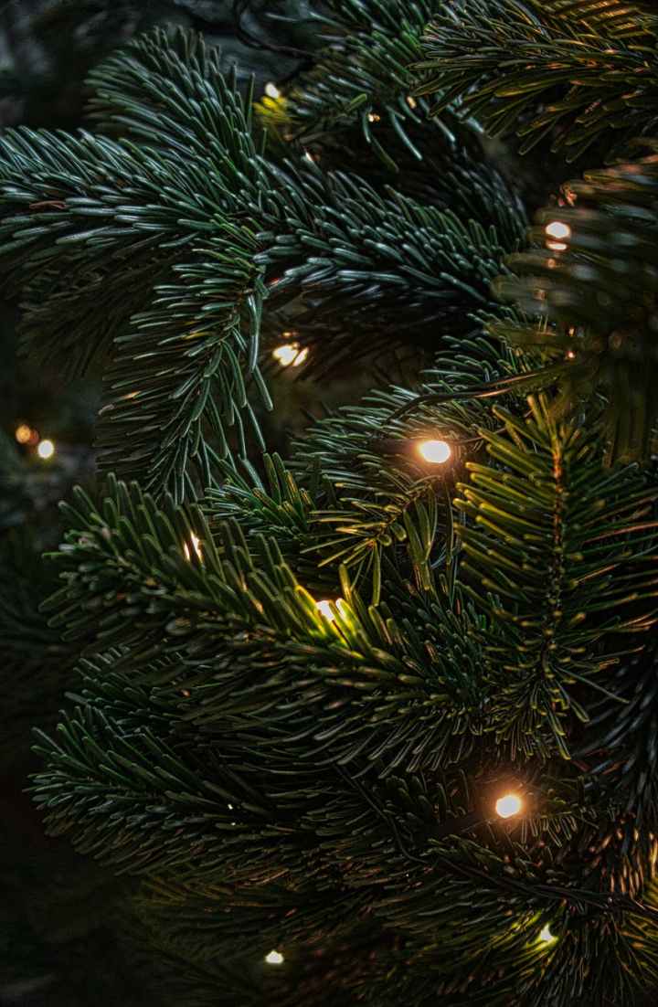 shallow focus photography of green christmas tree